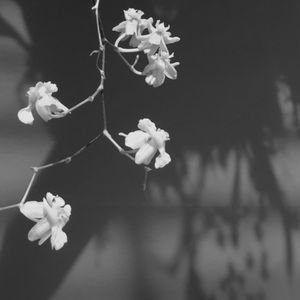 Meet your Posher, Bridget